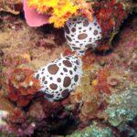 cip-centre-plongee-8