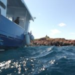 lion-de-mer-cip-frejus