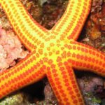 cip-centre-plongee-1