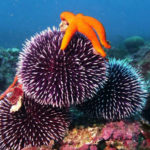 cip-sites-de-plongee-frejus-9