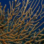 le-fer-a-cheval-cip-frejus-1