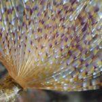 le-fer-a-cheval-cip-frejus-3