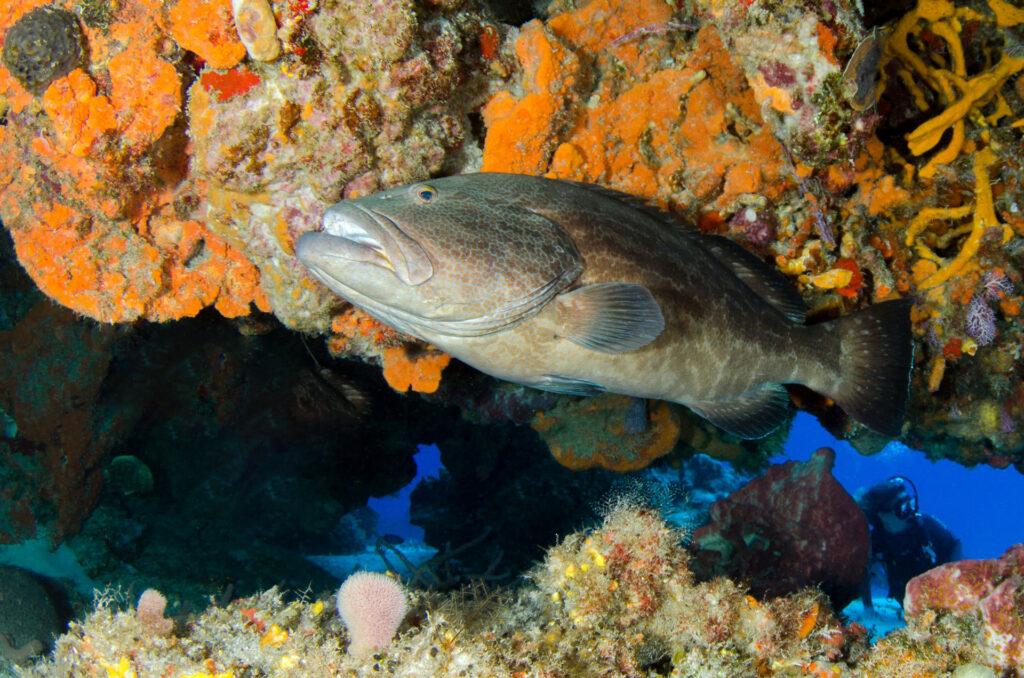 Apprenez à reconnaître les espèces protégées